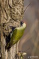 /album/galleria-fotografica/picchio-verde-23122017-14-jpg/